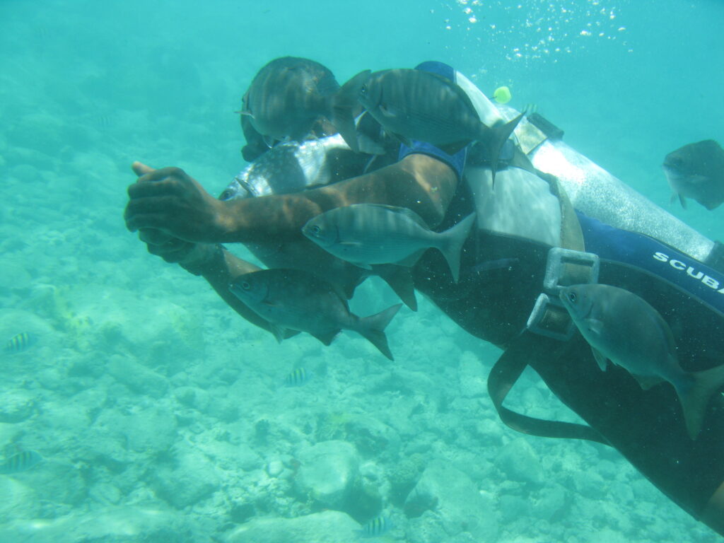 Duiker onder water in Grand Case Sint Maarten, De beste tips voor een vakantie naar Sint Maarten YourTravelReporter.nl