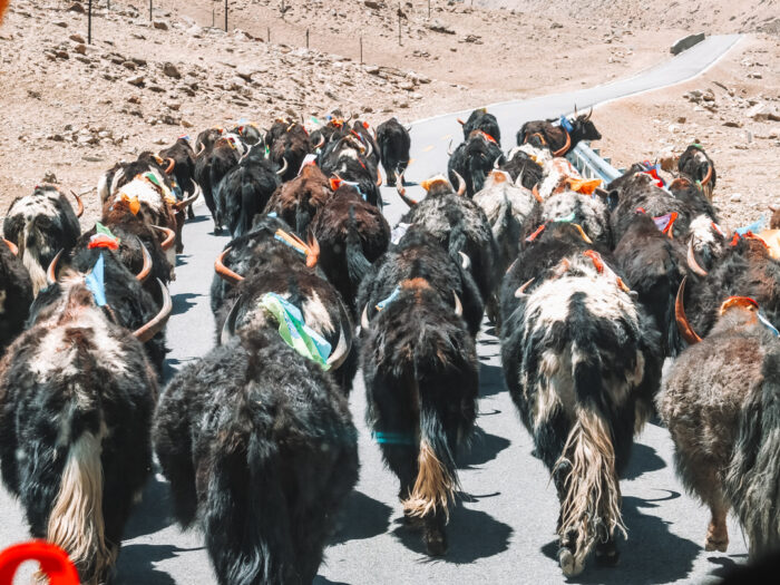 Yaks op de weg in Tibet, Portfolio YourTravelReporter.nl