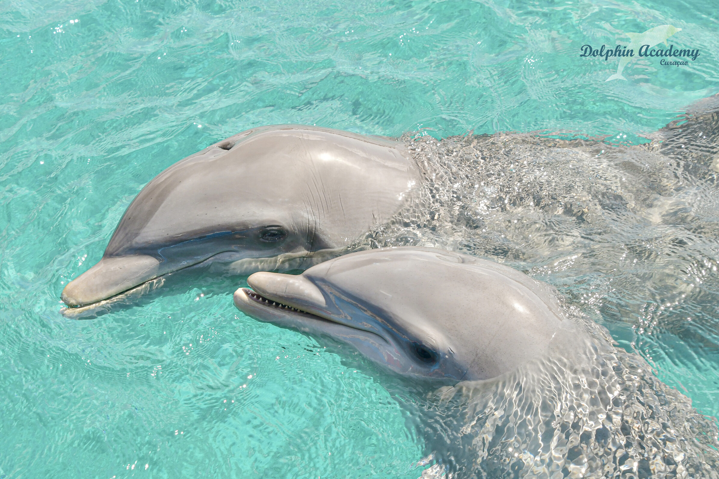 terug Voorspellen Rode datum Zwemmen met dolfijnen op Curacao? Dit was mijn ervaring!